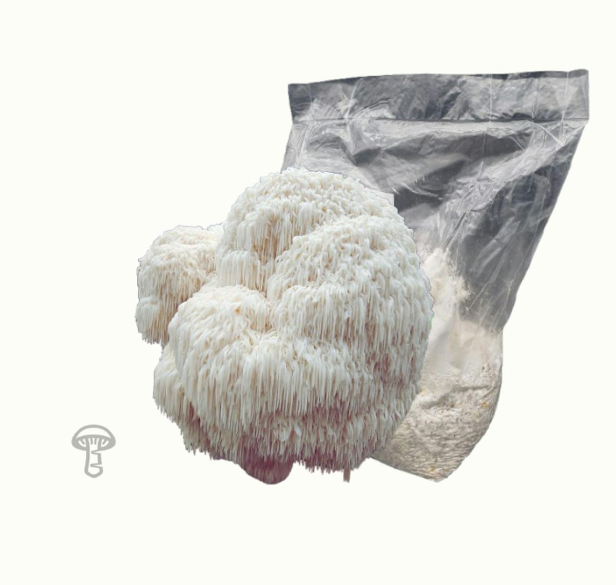 Lion's Mane Grain Spawn (5 lb)