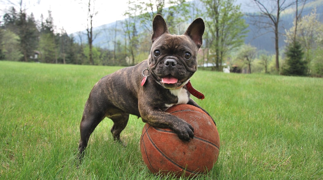 french bulldog standing on top of a basketball outdoors