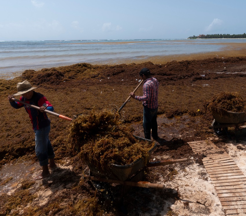 Seaweed-in-tulum.jpg