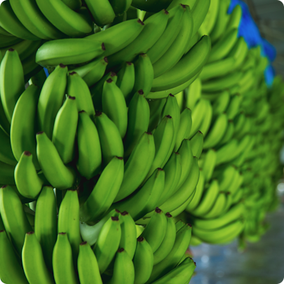 Green bananas 