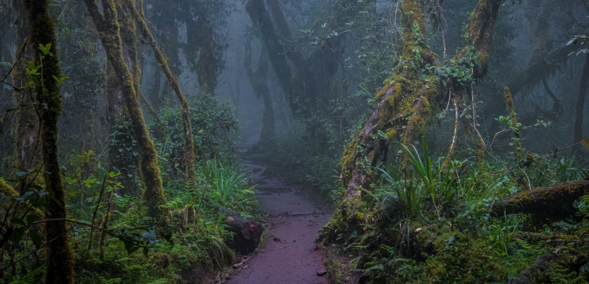 Misty-and-wet-conditions-in-a-rainforest-on-the-lower-slopes-of-Mount-Kilimanjaro---The-Adventure-People.png