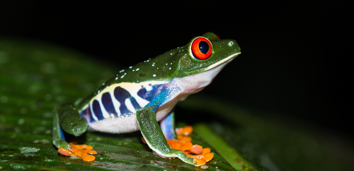 Red-eyed-tree-fron-near-Arenal-in-Costa-Rica---The-Holiday-People.png