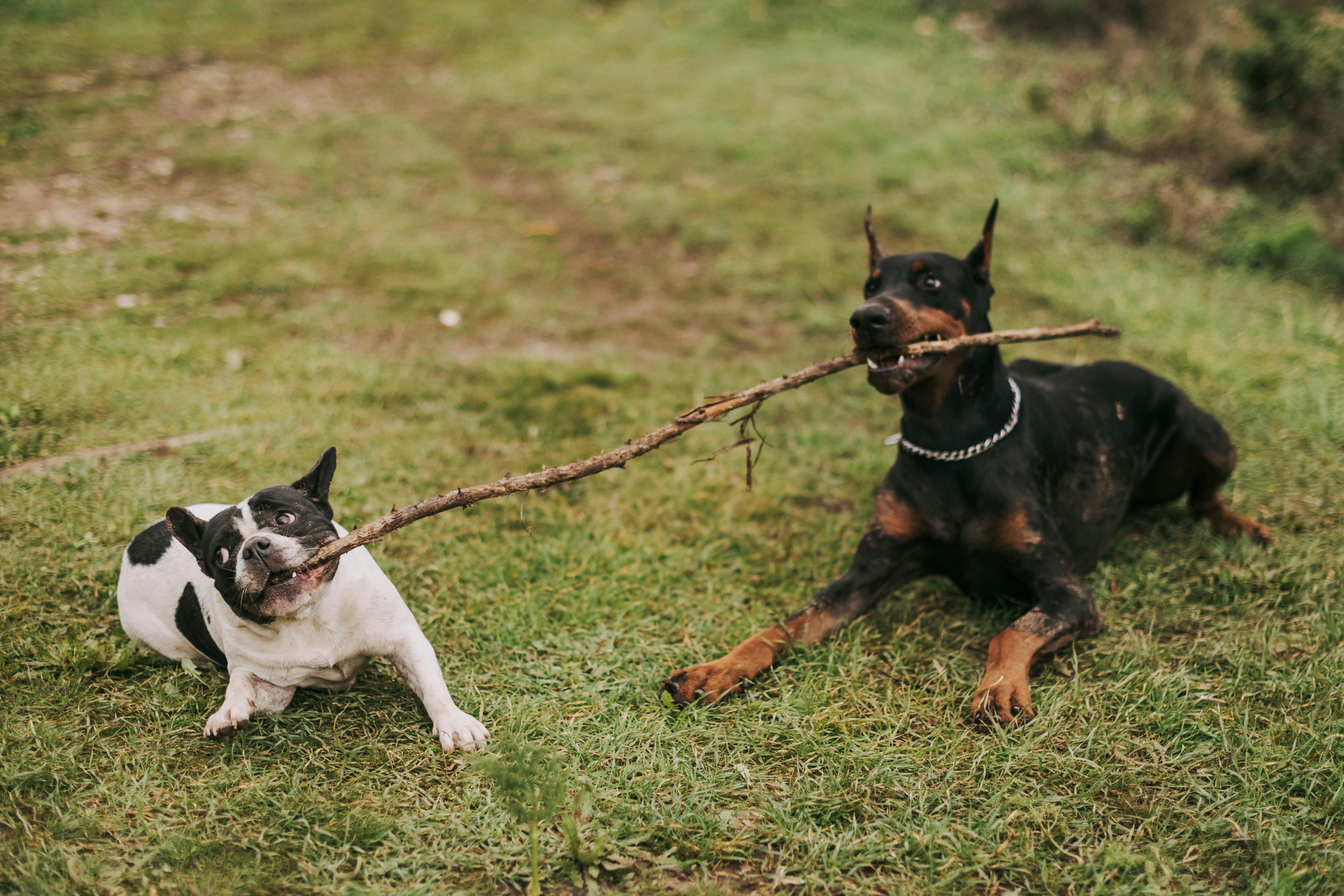 Frenchie playing with Doberman