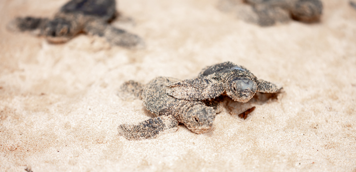 Baby-turtles-on-a-beach-in-Sri-Lanka---The-Holiday-People.png
