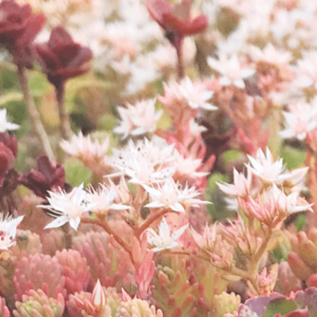 Soothing Sounds: Hector Plimmer & Friends // 11-06-20