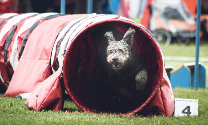 Poodle dog running though a tunnel in an agility course.