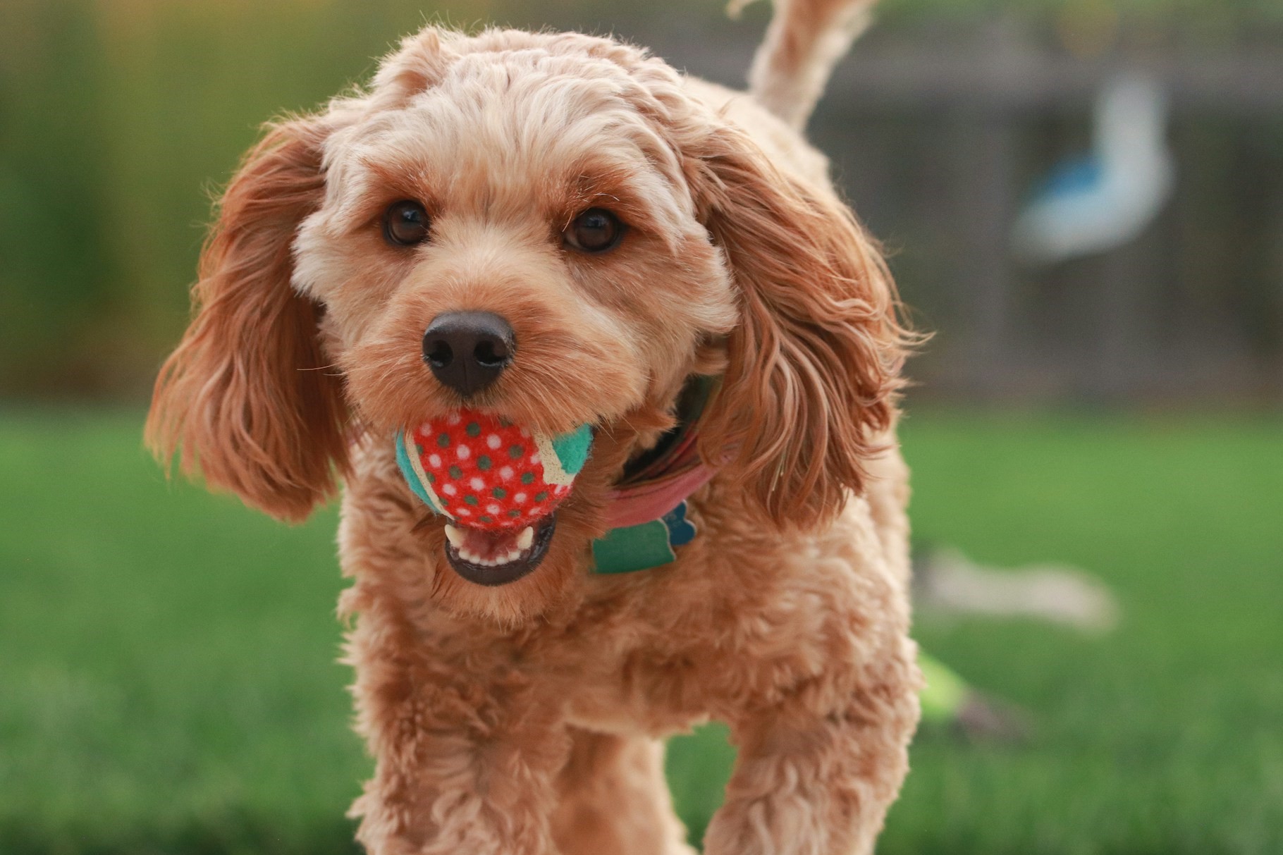 cavapoo-with-ball-in-its-mouth-2-3.jpg