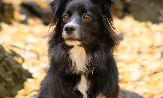 Black mixed breed dog outdoors