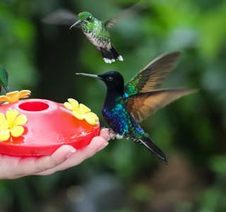 Hummingbirds of the Cloud Forest 's gallery image