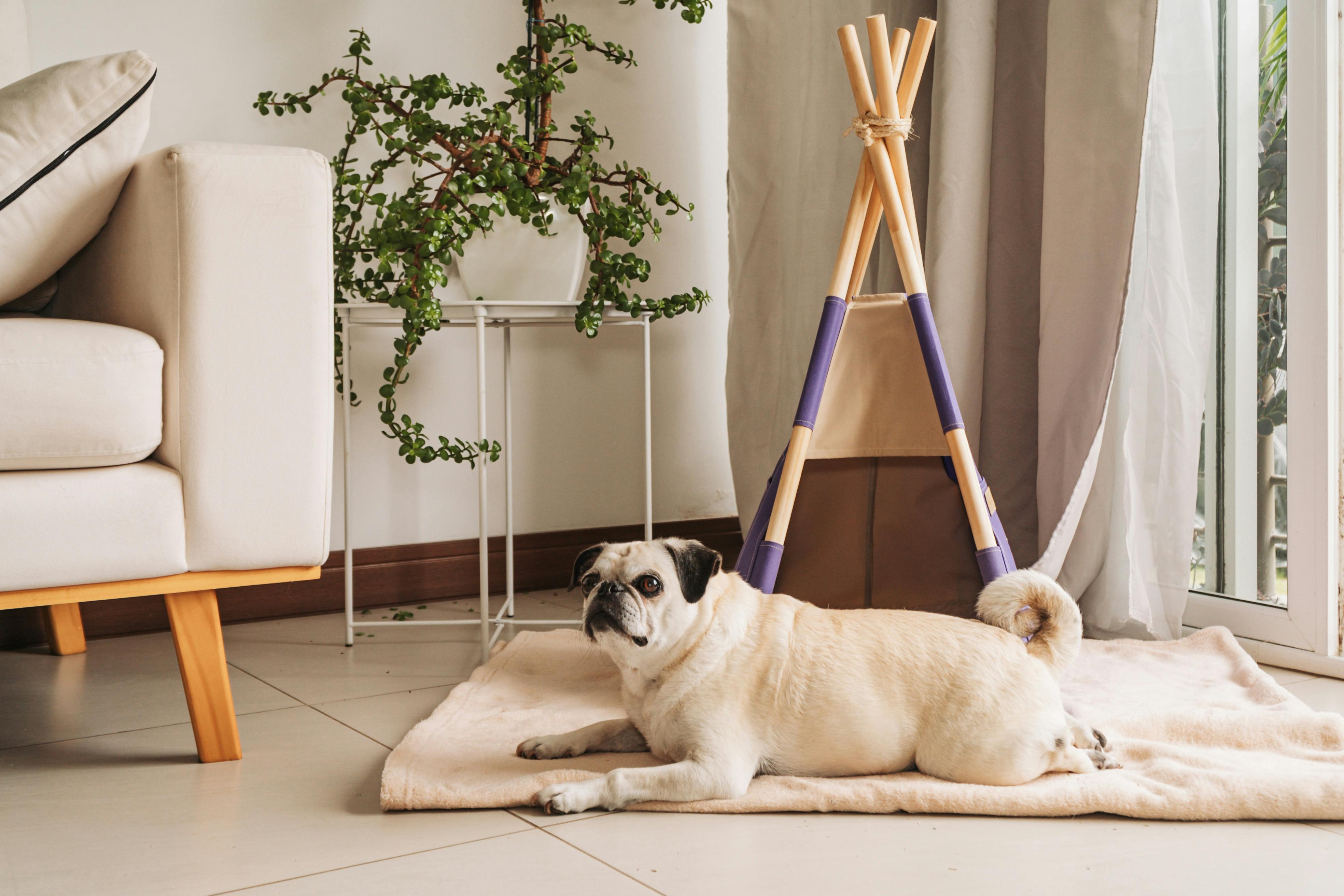 pug on a bed with a jade plant