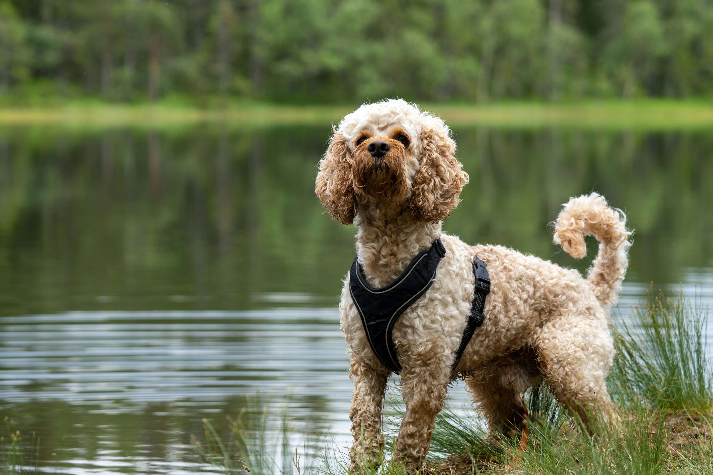 cockapoo playing in lake