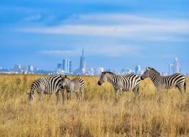 Nairobi National Park's thumbnail image