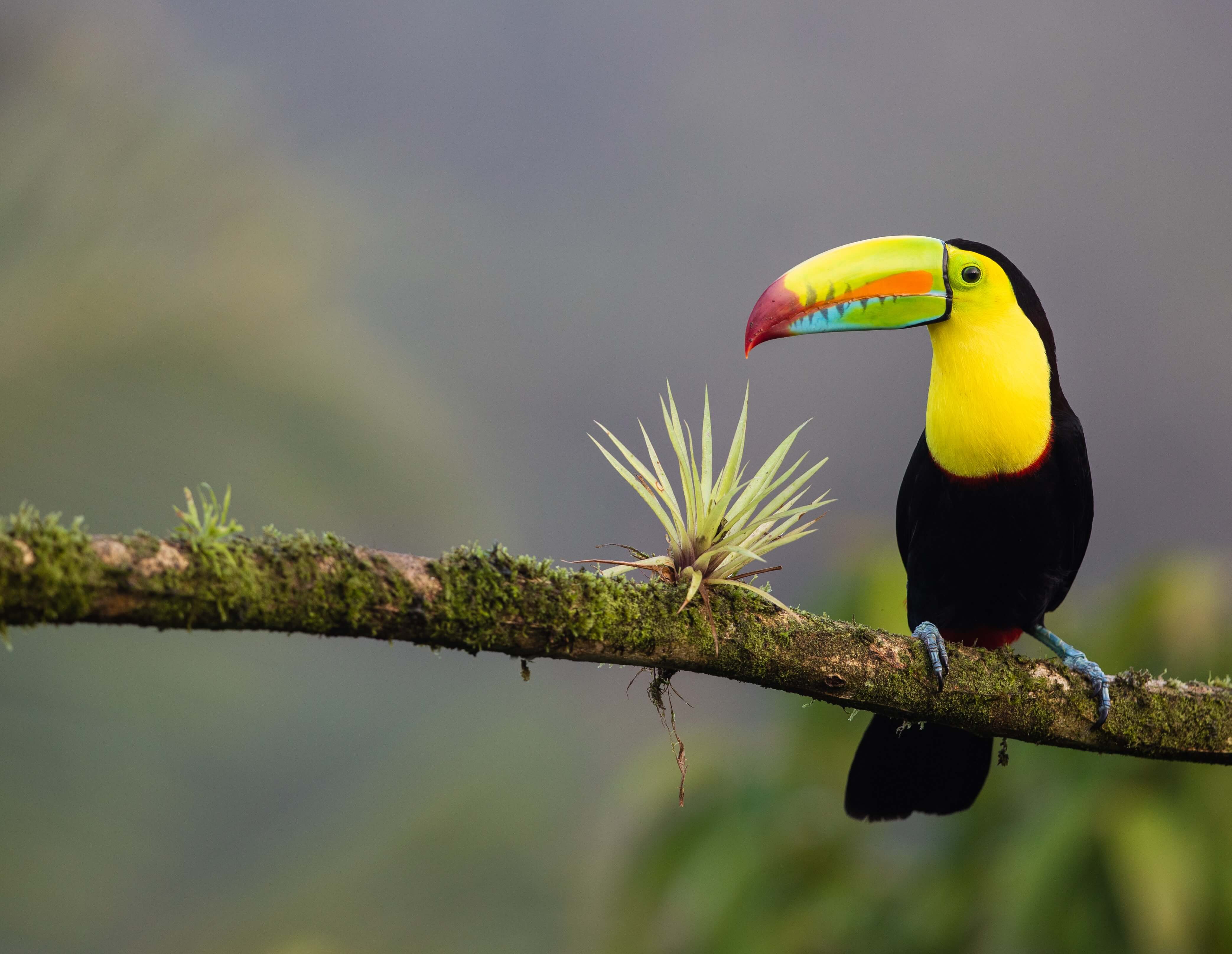 The Wildlife of Costa Rica: A Living Eden