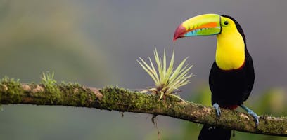 The Wildlife of Costa Rica: A Living Eden