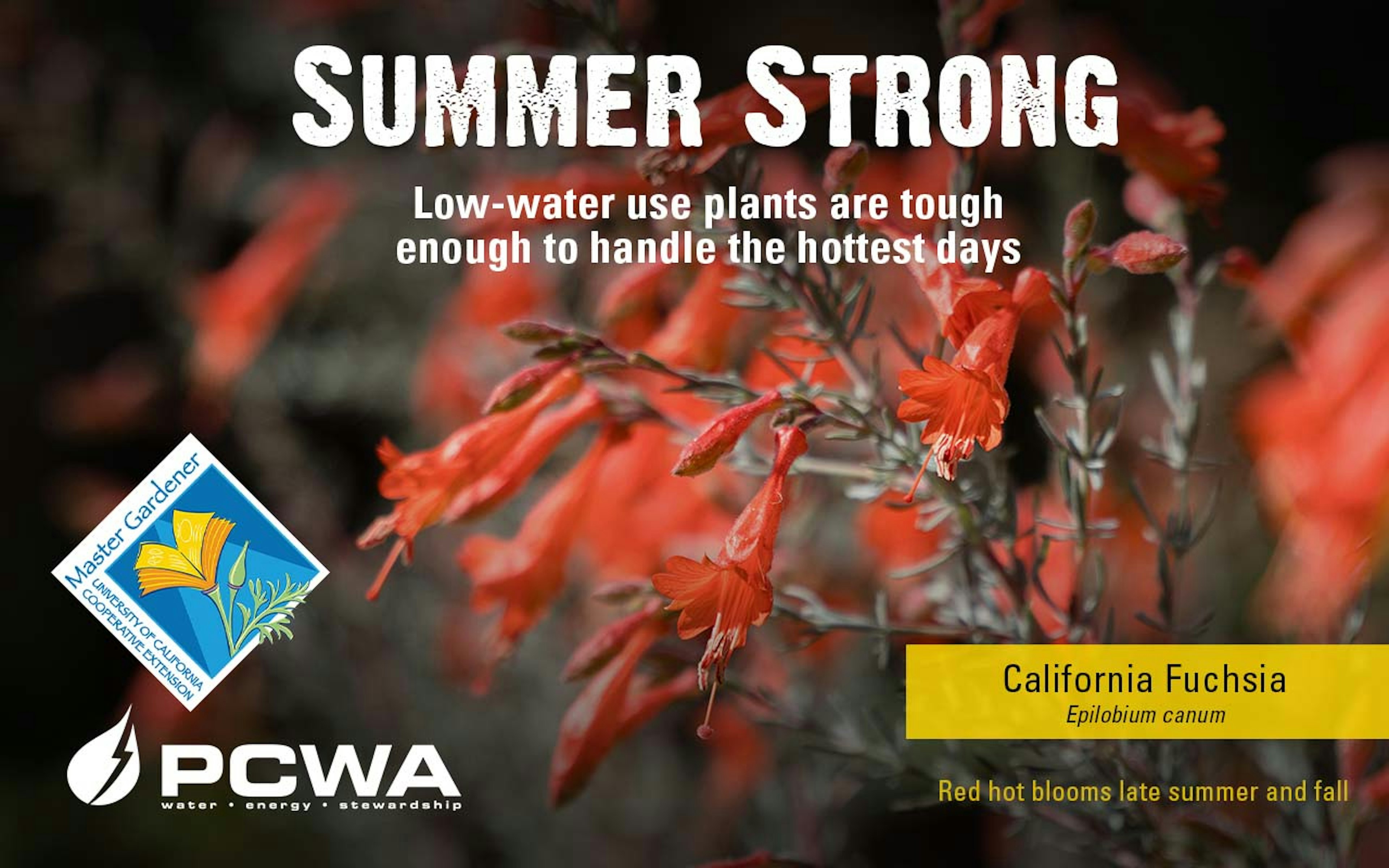 California Fuchsia, Summer Strong Low-Water Use Plant of the Month