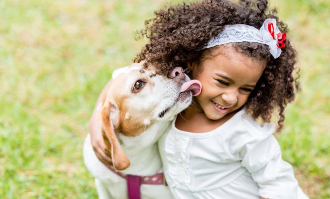 Mixed breed dog giving lovely kisses to a small African American girl. 