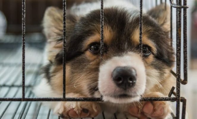 Corgi puppy looking depressed.