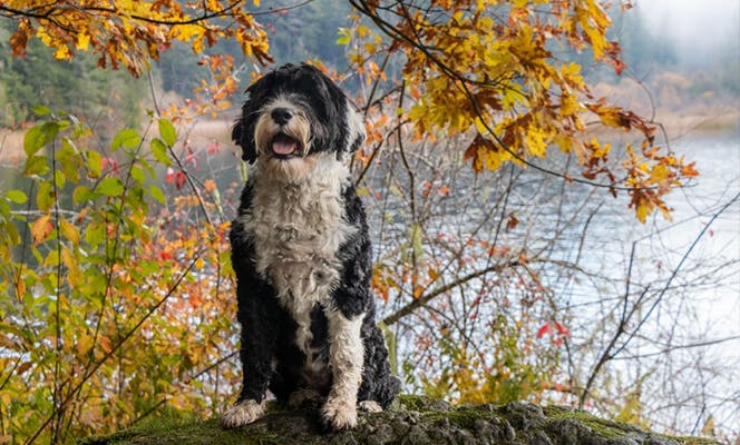 Happy Portuguese Water Dog posing next to a lake