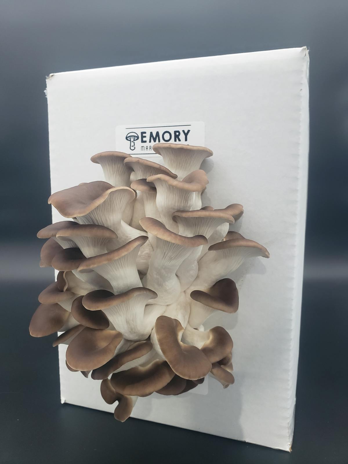 True Italian Oyster Mushroom Grow Kit