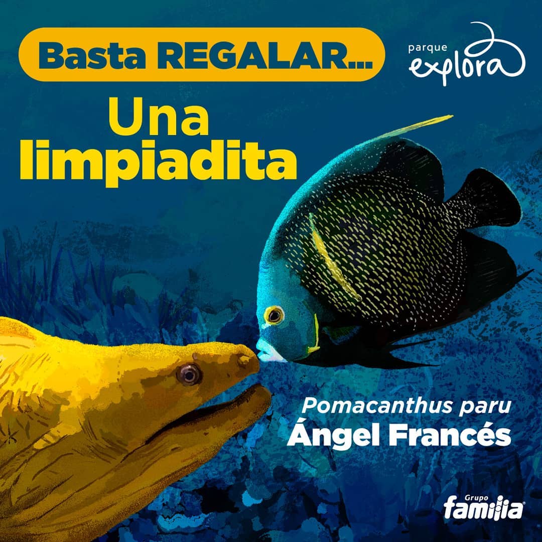 pez-angel-pomacanthus-paru.jpg