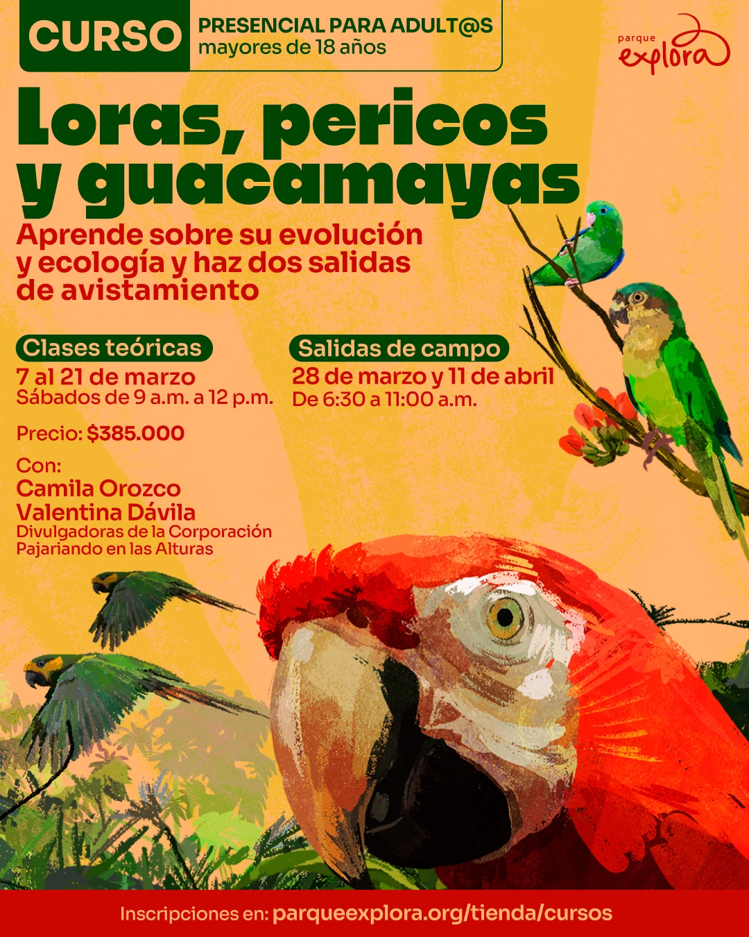 Ilustración. Sobre un fondo amarillo con textura, se observan loros, pericos y guacamayas posados y en vuelo. En la parte superior hay un texto que dice: "Curso presencial para adult@s mayores de dieciocho años". En el centro hay un texto grande que dice: "Loras, pericos y guacamayas". Debajo, un texto que dice: "Aprende sobre su evolución y ecología y haz dos salidas de avistamiento". Más abajo, textos que dicen: "Clases teóricas. Siete al veintiuno de marzo. Sábados de nueve de la mañana a doce del mediodía" y "Salidas de campo. Veintiocho de marzo y once de abril. De seis y media a once de la mañana". En la parte inferior hay un texto que dice: "Precio: trescientos ochenta y cinco mil. Con: Camila Orozco y Valentina Dávila. Inscripciones en: parqueexplora punto org diagonal tienda diagonal cursos".