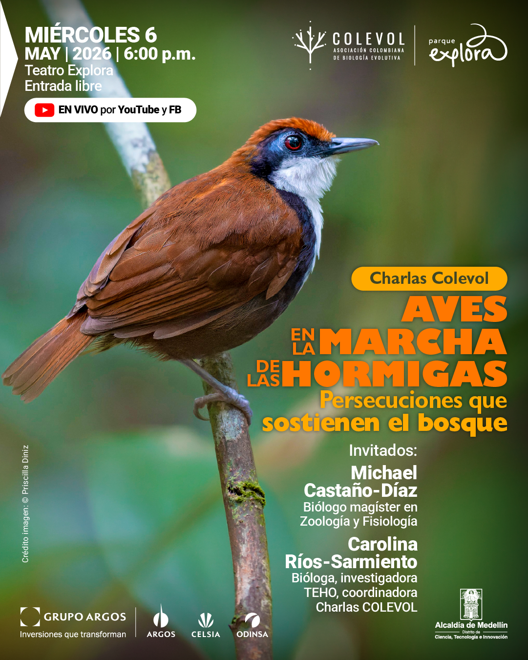 Fotografía. Sobre un fondo desenfocado en tonos verdes, se observa un ave posada en una rama inclinada; tiene plumaje café, cabeza con tonos rojizos, máscara negra alrededor del ojo, garganta blanca y pico alargado. En la parte superior izquierda aparece el texto: «Miércoles seis mayo dos mil veintiséis seis de la tarde. Teatro Explora. Entrada libre». Debajo, dentro de una franja, dice: «En vivo por YouTube y Facebook». En la parte derecha, sobre la imagen, se lee: «Charlas Colevol. Comer lo que el enjambre espanta. Aves en la marcha de las hormigas. Persecuciones que sostienen el bosque». Más abajo: «Invitados: Michael Castaño-Díaz. Biólogo magíster en zoología y fisiología. Carolina Ríos-Sarmiento. Bióloga, investigadora, coordinadora charlas Colevol». En el borde izquierdo inferior: «Crédito imagen Priscilla Diniz».