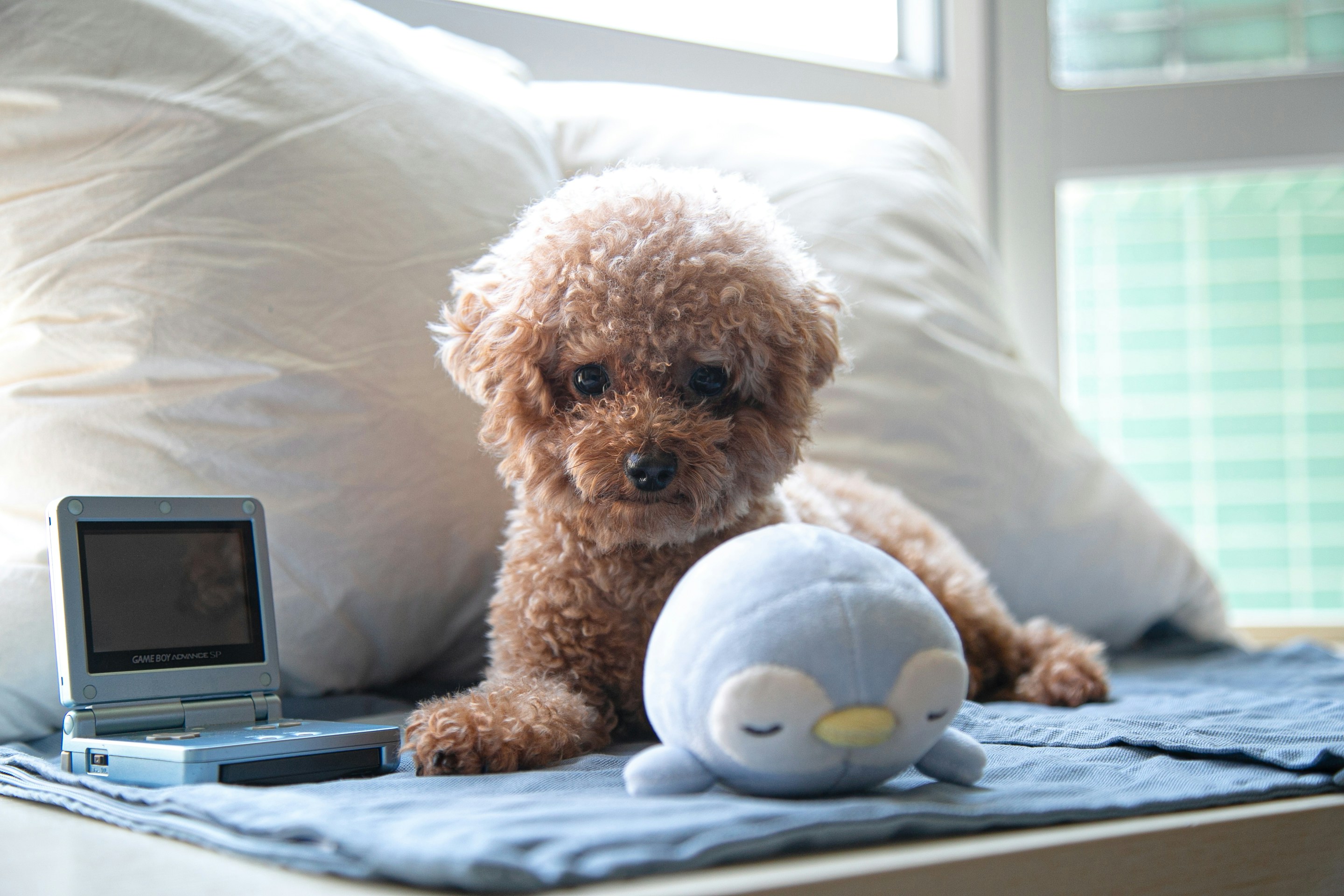 toy poodle and a gameboy