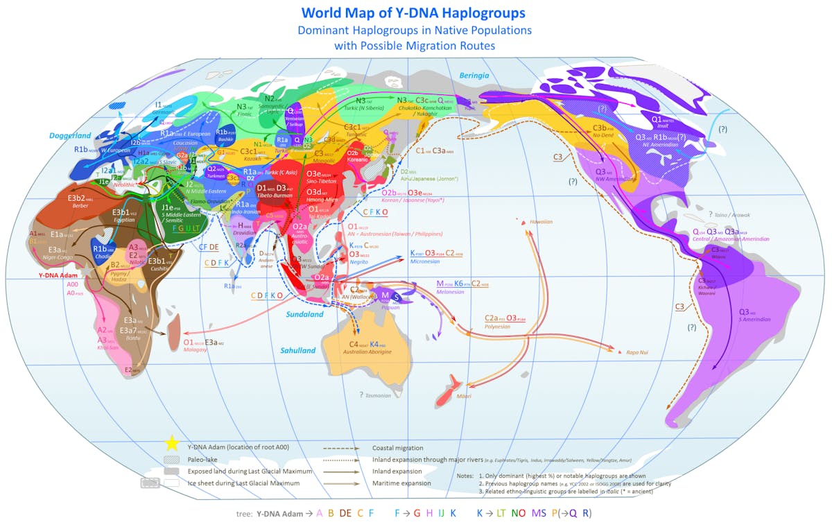 Cover image for the blog What are Haplogroups, and how do they work?