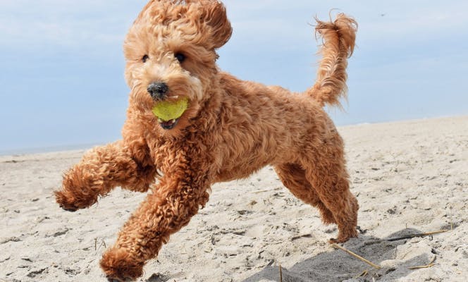 Happy doodle dog running in beach with a tennis ball