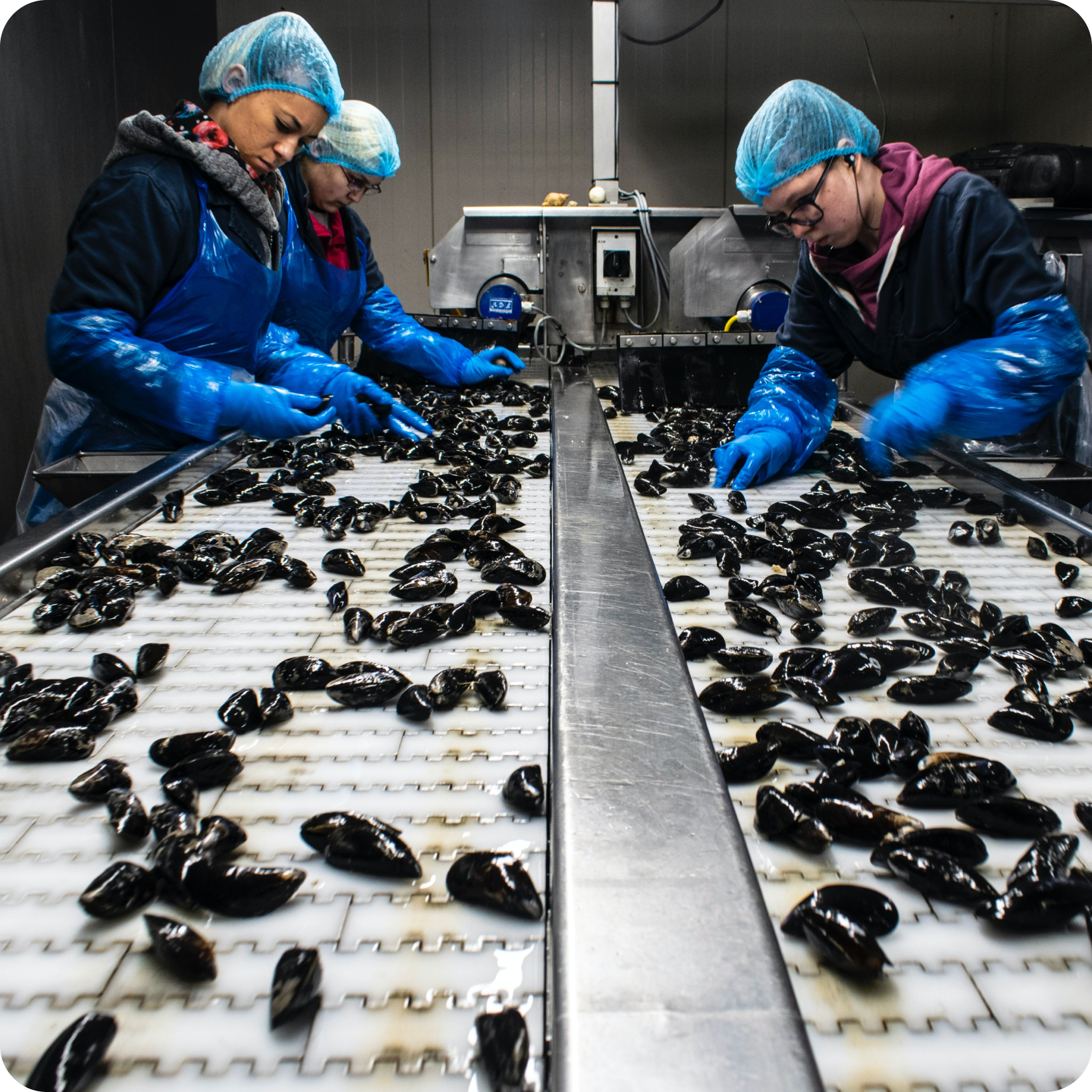 Workers cleaning mussels