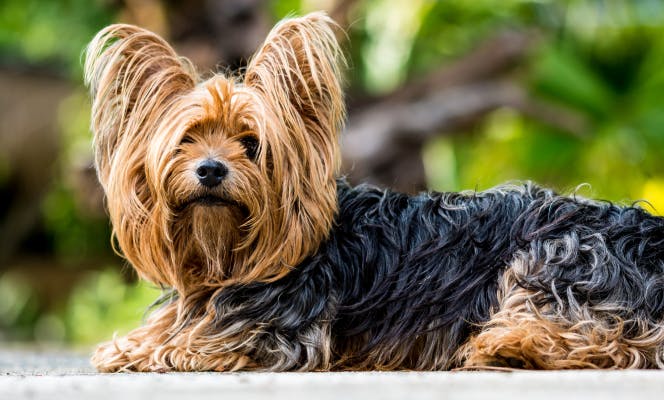 Yorkshire Terrier laying down.