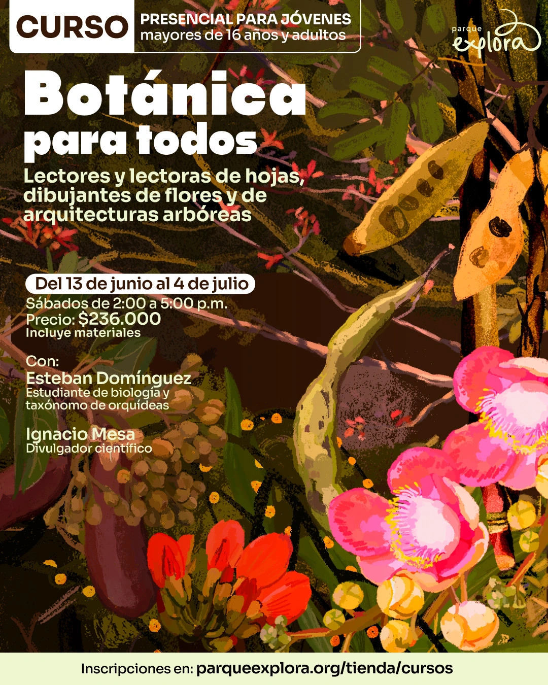 Ilustración. Sobre un fondo de ramas, hojas, vainas y flores, en la parte superior izquierda hay un recuadro con el texto: «Curso. Presencial para jóvenes mayores de 16 años y adultos». Debajo dice: «Botánica para todos». Más abajo dice: «Lectores y lectoras de hojas, dibujantes de flores y de arquitecturas arbóreas». En la parte media izquierda dice: «Del 13 de junio al 4 de julio». Debajo dice: «Sábados de 2:00 a 5:00 p. m. Precio: $236.000. Incluye materiales». Más abajo dice: «Con: Esteban Domínguez. Estudiante de biología y taxónomo de orquídeas. Ignacio Mesa. Divulgador científico». En la franja inferior dice: «Inscripciones en: parqueexplora.org/tienda/cursos».
