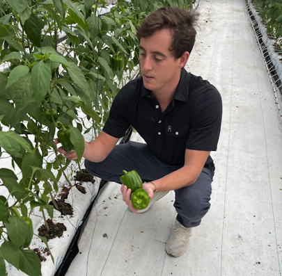 Harry Weisman examining a pepper