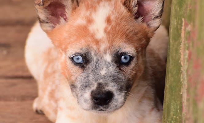 Beautiful cross breed puppy with red freckles and piercing blue eyes. 