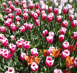 Springtime Blooms In Belgium's gallery image