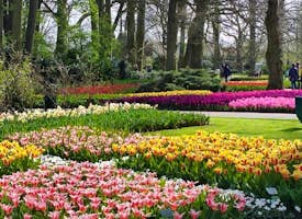 Tulips of the Magnificent Keukenhof Gardens's thumbnail image