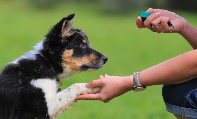 Puppy being trained with a clicker by its owner. 