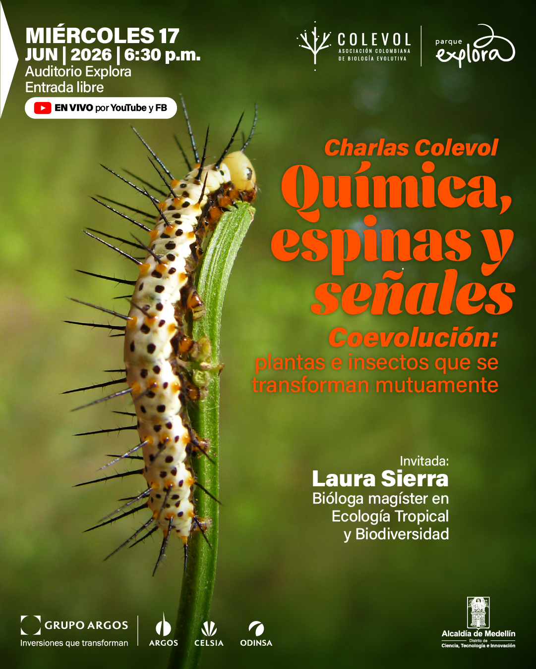 Imagen. Fotografía de una oruga de cuerpo claro con manchas oscuras y espinas negras, adherida a un tallo verde vertical, sobre un fondo desenfocado en tonos verdes. En la parte superior izquierda dice: «Miércoles diecisiete de junio de dos mil veintiséis a las seis y treinta de la tarde. Auditorio Explora. Entrada libre». Debajo aparece: «En vivo por YouTube y Facebook». En la parte superior central se lee: «Colevol Asociación Colombiana de Biología Evolutiva» y a la derecha «Parque Explora». En el centro derecho dice: «Charlas Colevol. Química, espinas y señales». Más abajo: «Coevolución: plantas e insectos que se transforman mutuamente». En la parte inferior derecha dice: «Invitada: Laura Sierra. Bióloga magíster en Ecología tropical y biodiversidad"».
