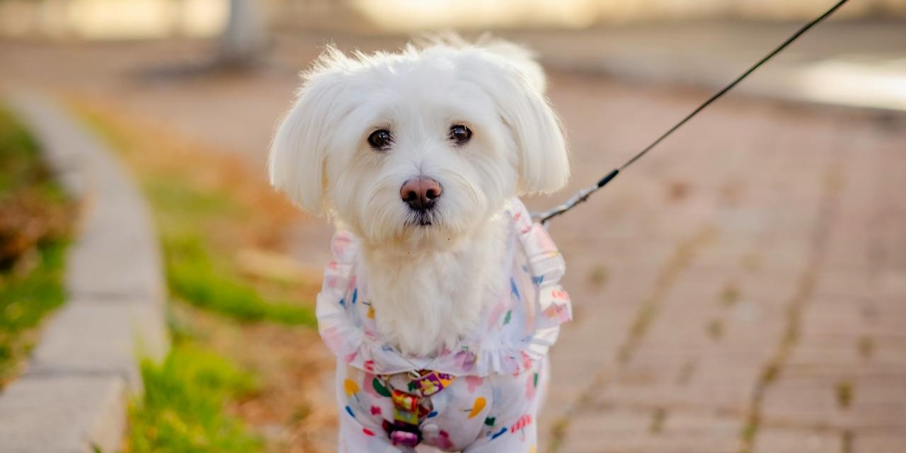 malitpoo-dog-standing-1-2.jpg