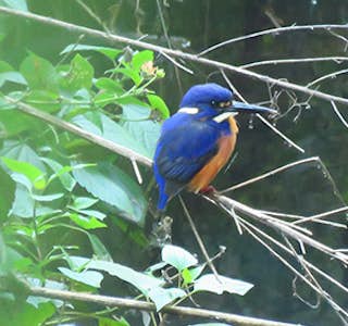 Virtual Platypus Tour's gallery image