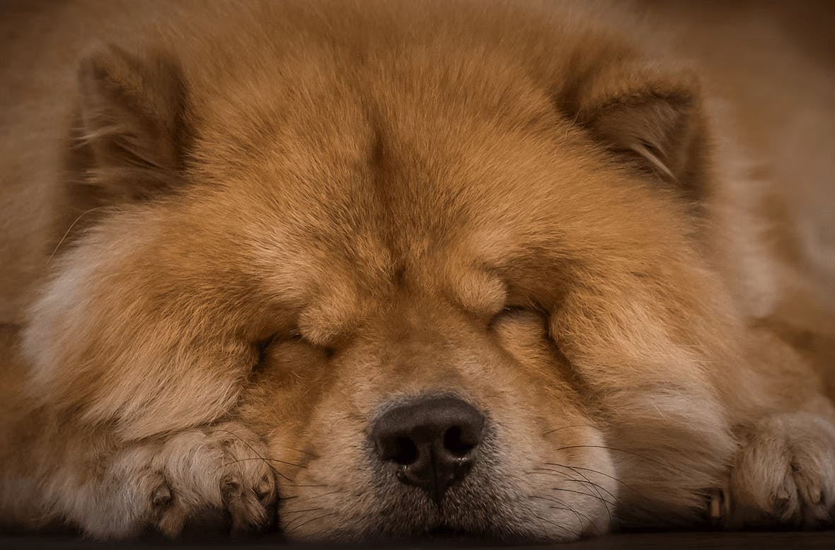 Golden Chow Chow sleeping