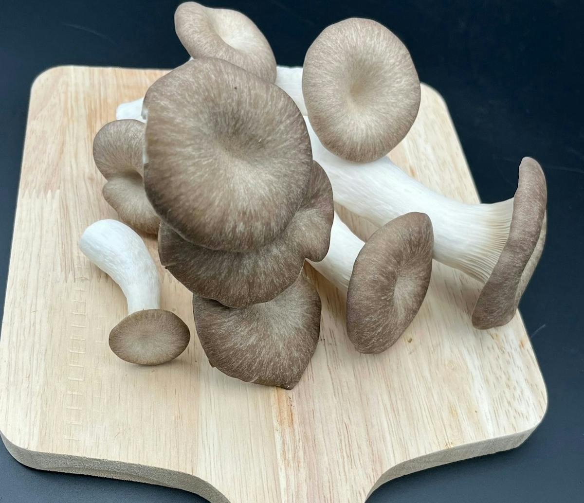 Black Pearl Oyster Mushrooms