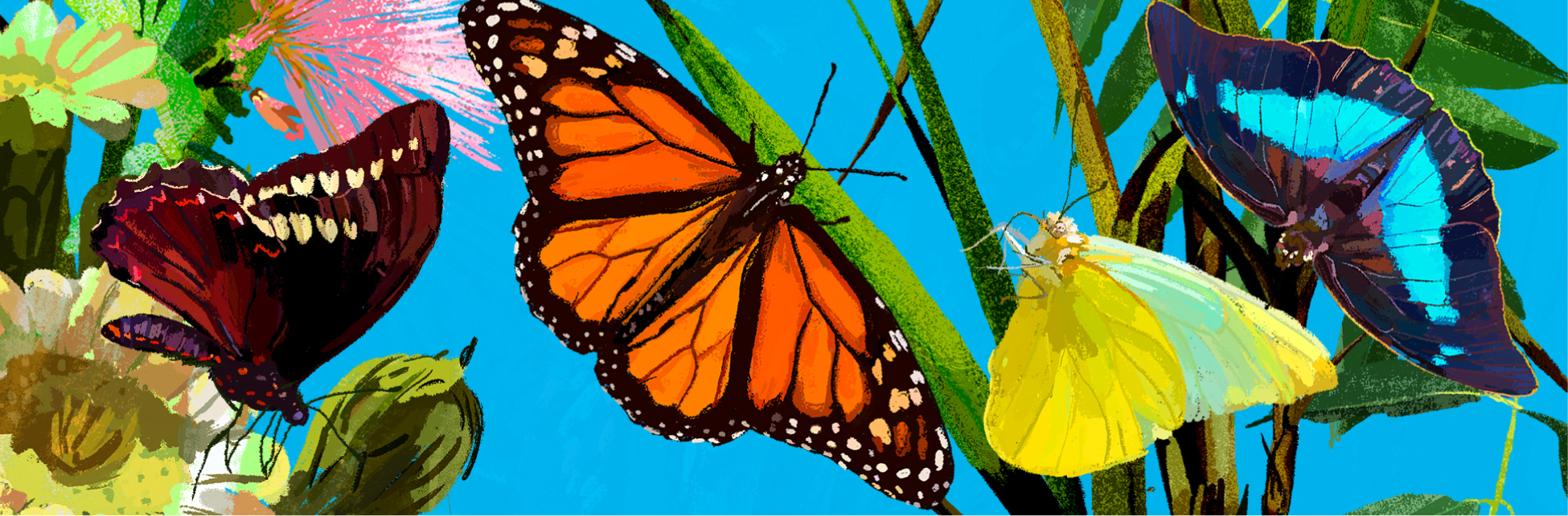Mariposas y polillas para enseñar ciencias