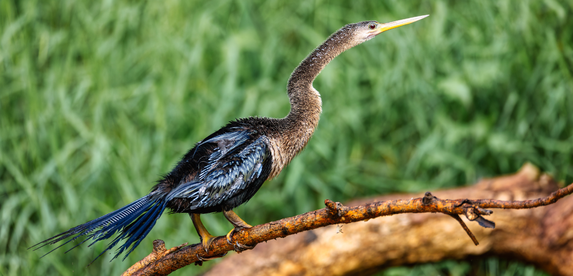 Anhinga-bird-in-the-Cao-Negro-Wildlife-Refuge-in-Costa-Rica---The-Holiday-People.png