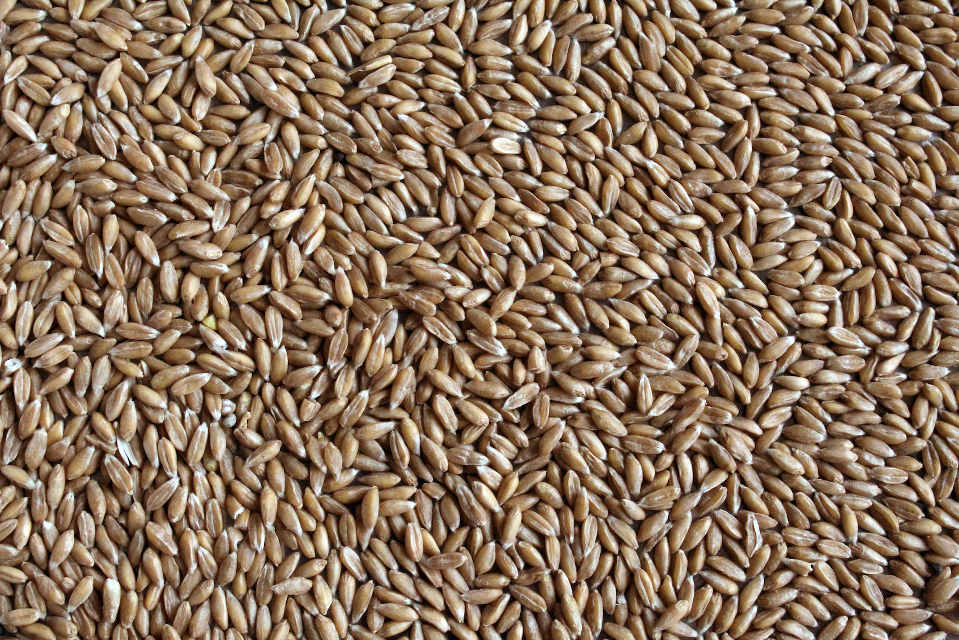 Organic Hulled Spelt