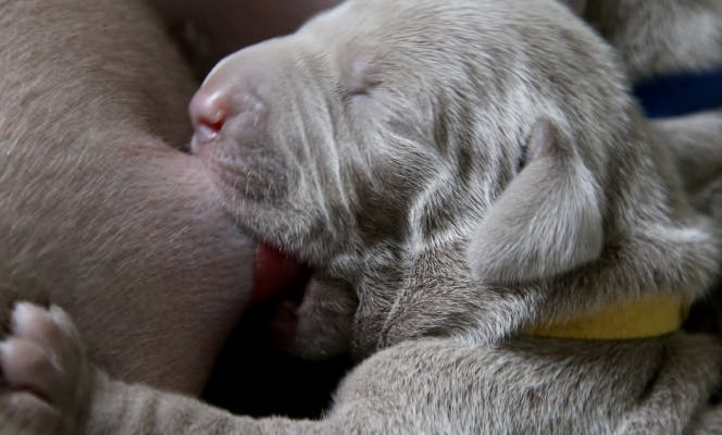 Newborn Weimaraner puppy latching on to its mother nipple.. 