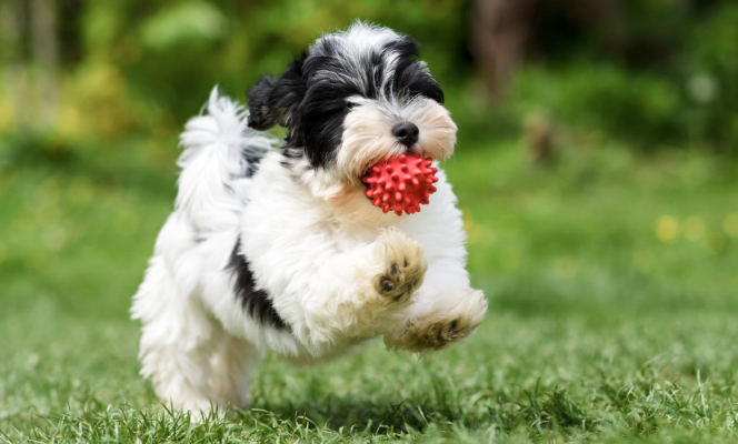 havanese pup running with red ball in its mouth