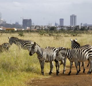 Kenyan Cultural Experience's gallery image