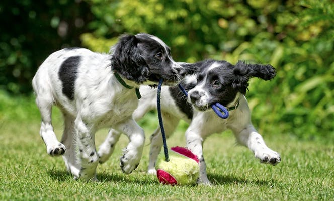 Cute Cocker Spaniel puppies playing with a toy together. 