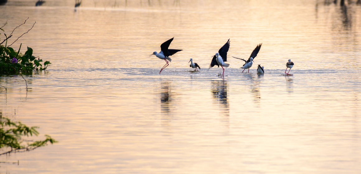 Flock-of-black-winged-stilt-birds-in-Bundala-National-Park-in-Sri-Lanka---The-Holiday-People.png